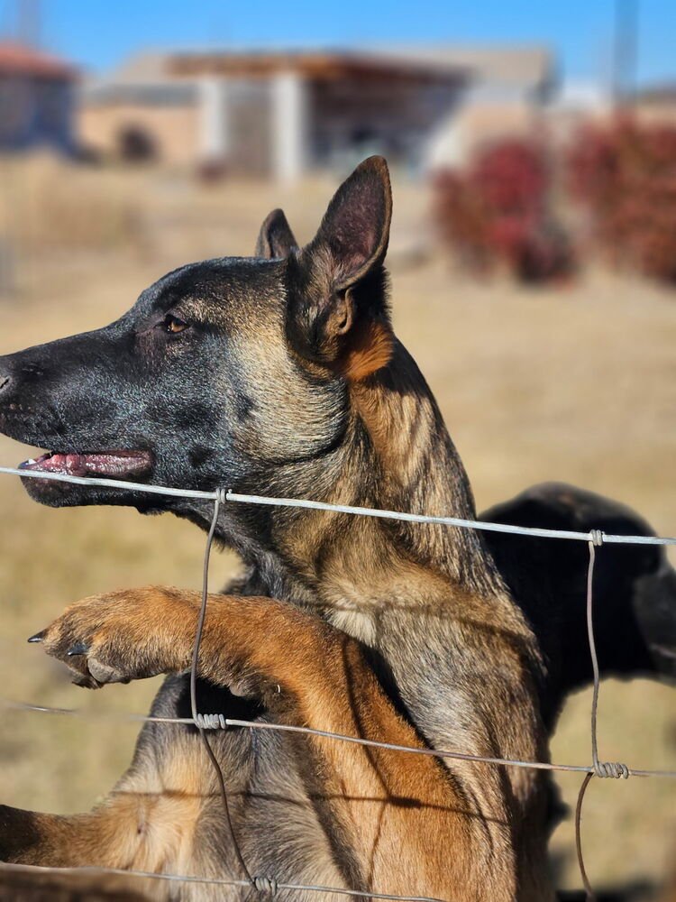 Bosque River Pups in NM - Photo 4
