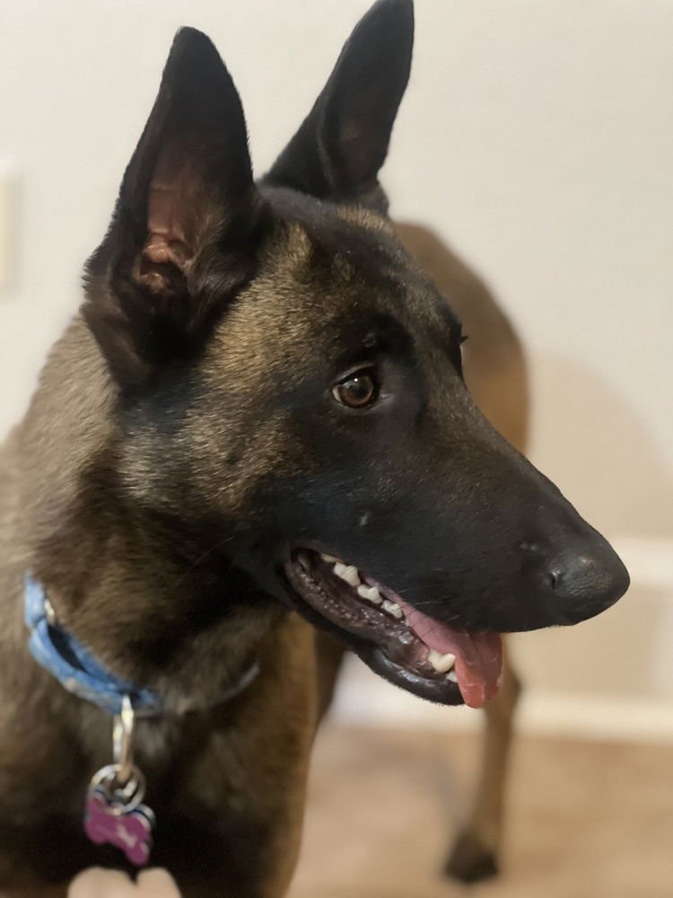 TYPHOON - LOCATED IN GEORGIA - Belgian Shepherd Malinois available for adoption