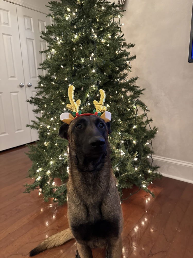 TYPHOON - LOCATED IN GEORGIA - Belgian Shepherd Malinois available for adoption