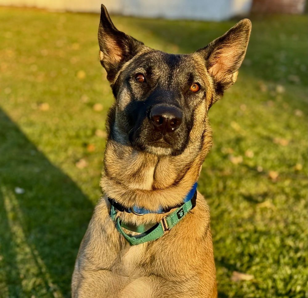 TANGO - LOCATED IN MI - Belgian Shepherd Malinois available for adoption