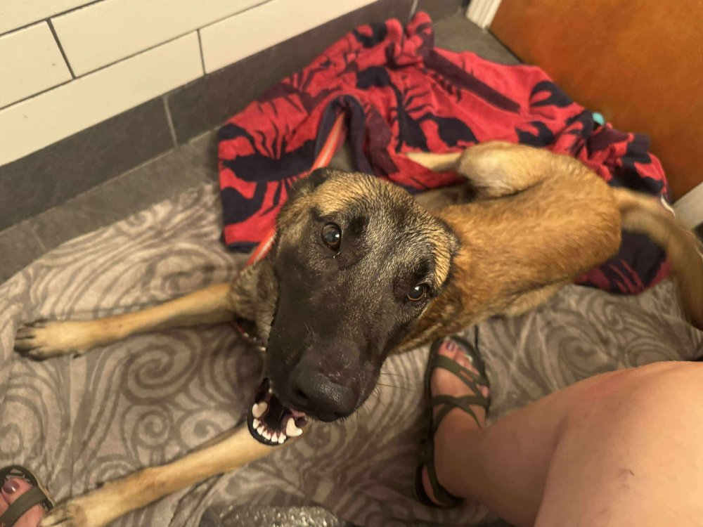 TANGO - LOCATED IN MI - Belgian Shepherd Malinois available for adoption
