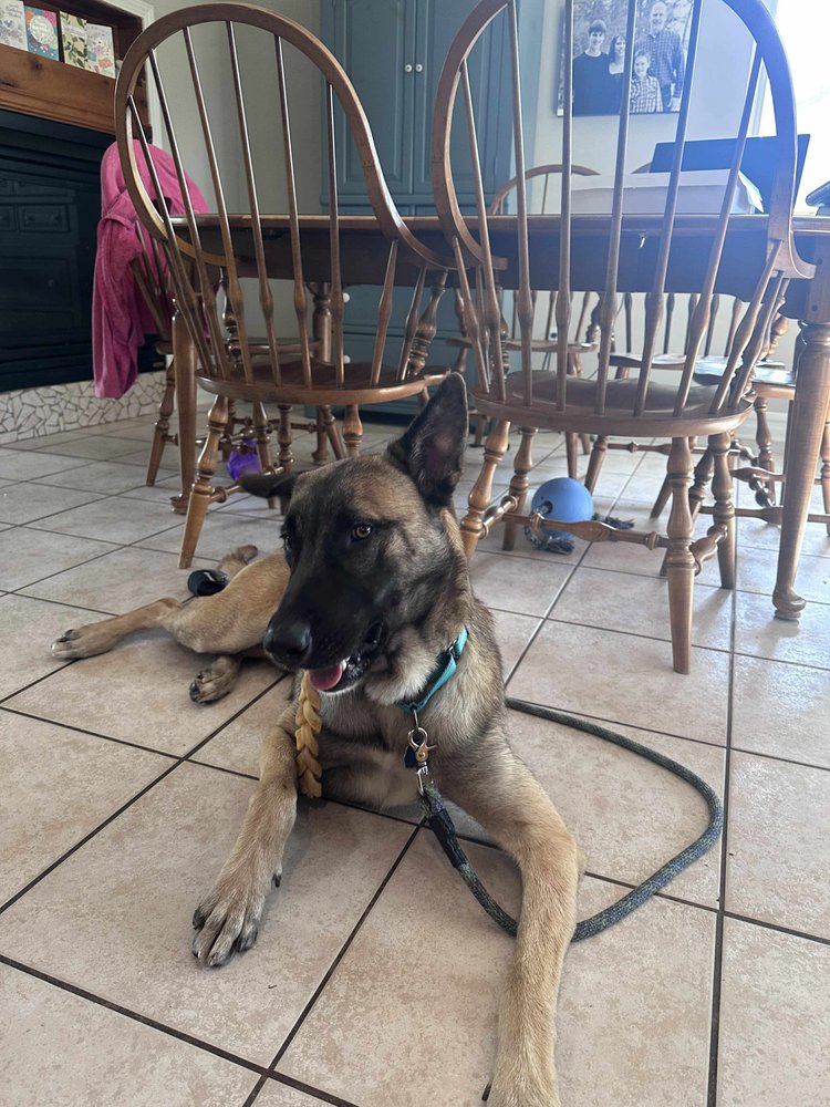 Tango - located in MI - Photo 3