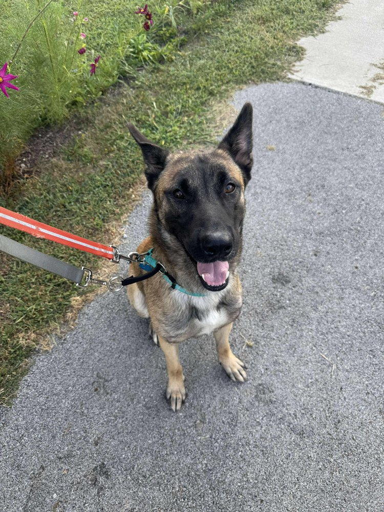 Tango - located in MI - Photo 4