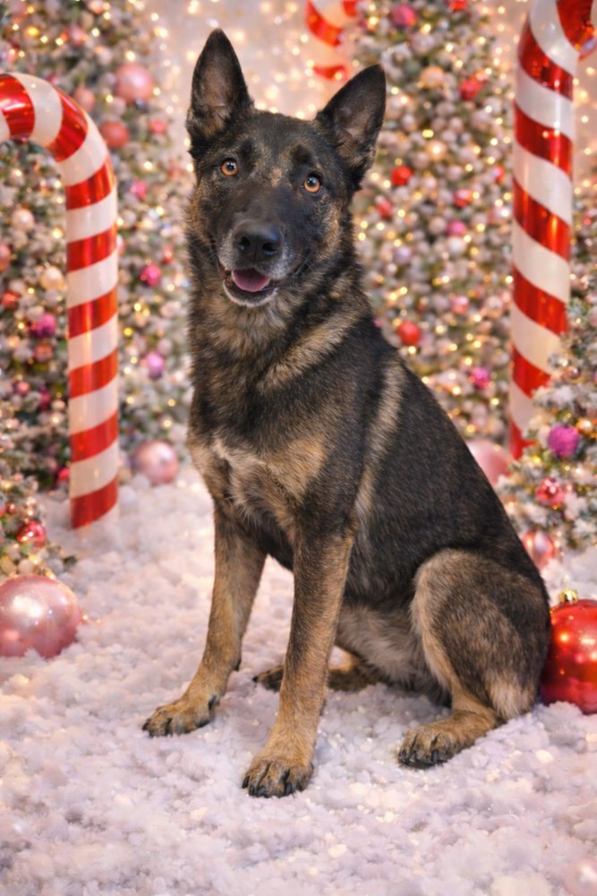 DANTE FKA MAX - LOCATED IN IN - Belgian Shepherd Malinois available for adoption
