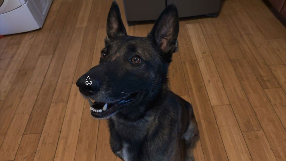DANTE FKA MAX - LOCATED IN IN - Belgian Shepherd Malinois available for adoption