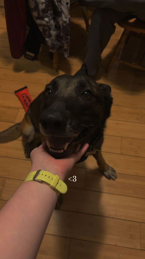 Dante fka Max - located in IN - Photo 4