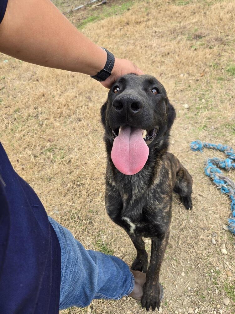 GUMBO - LOCATED IN OKLAHOMA - Dutch Shepherd available for adoption