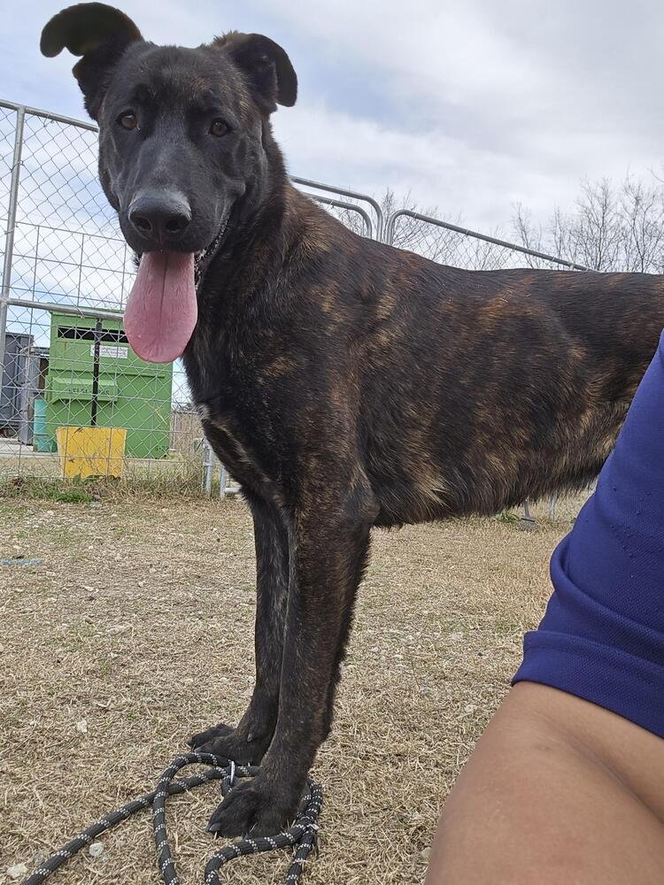 GUMBO - LOCATED IN OKLAHOMA - Dutch Shepherd available for adoption