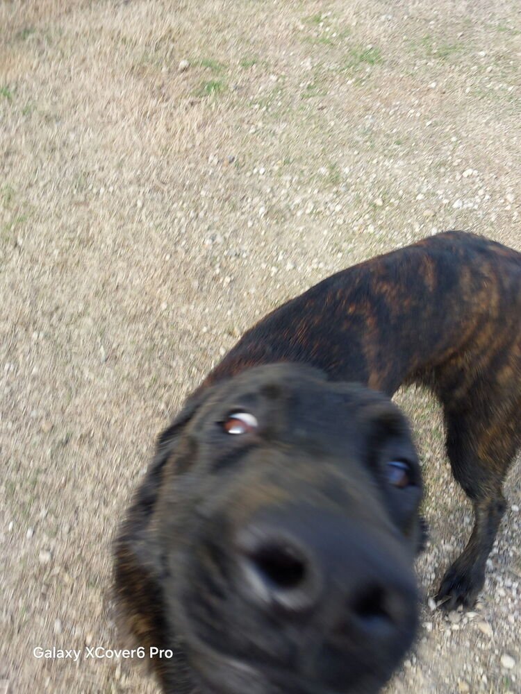 Gumbo - Located in Oklahoma - Photo 3