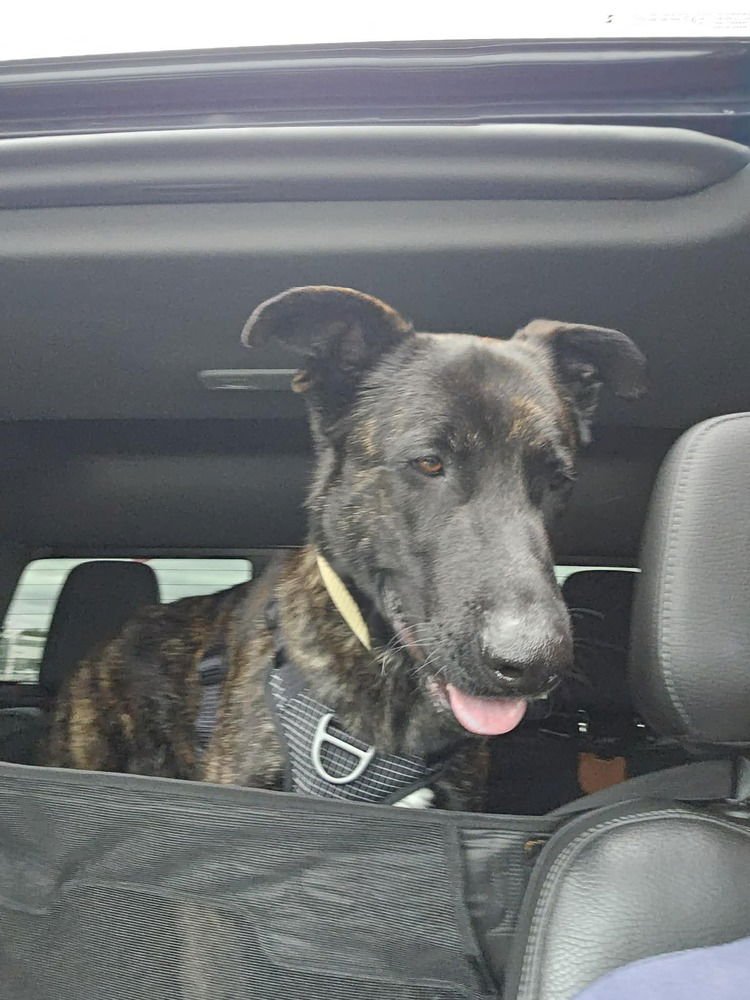 Gumbo - Located in Oklahoma - Photo 4