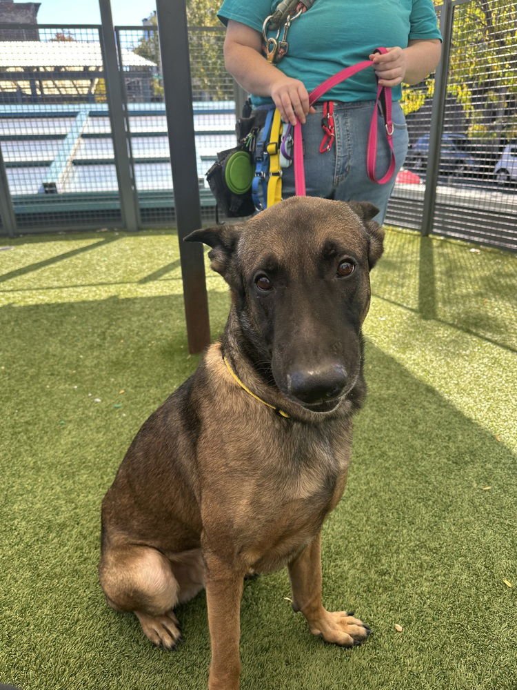 JACK AKA JACK O' LANTERN LOCATED IN CO - Belgian Shepherd Malinois available for adoption