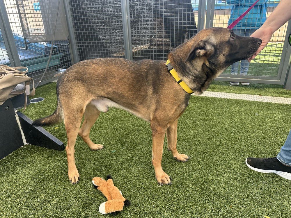 JACK AKA JACK O' LANTERN LOCATED IN CO - Belgian Shepherd Malinois available for adoption