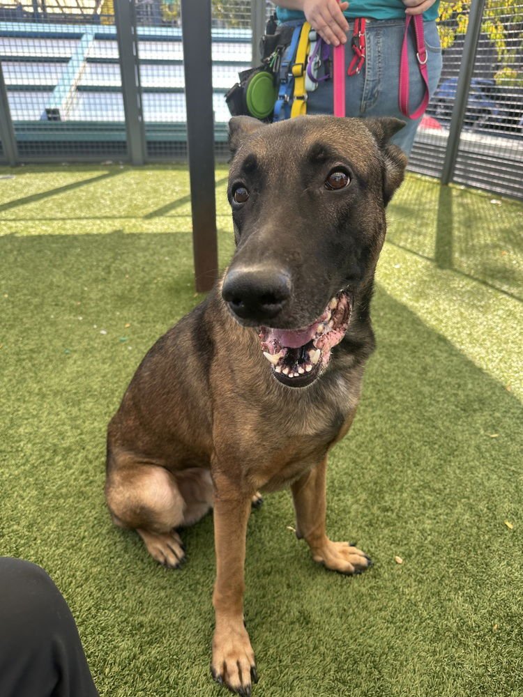 Jack aka jack o' lantern located in CO - Photo 3