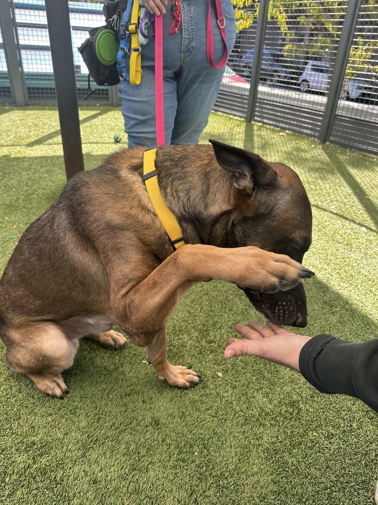 Jack aka jack o' lantern located in CO - Photo 4