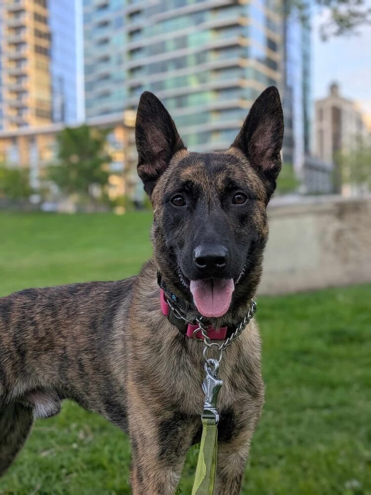 RYDER - LOCATED IN IL - Dutch Shepherd available for adoption