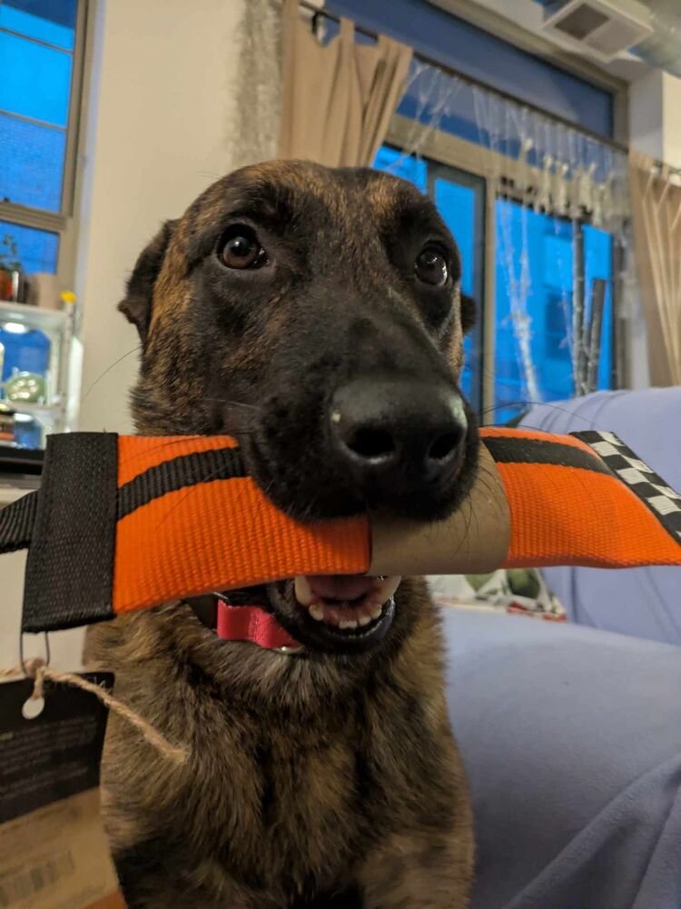 Ryder - Located in IL - Photo 3