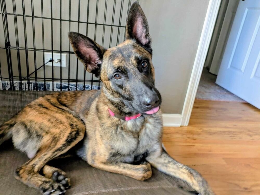 Ryder - Located in IL - Photo 4