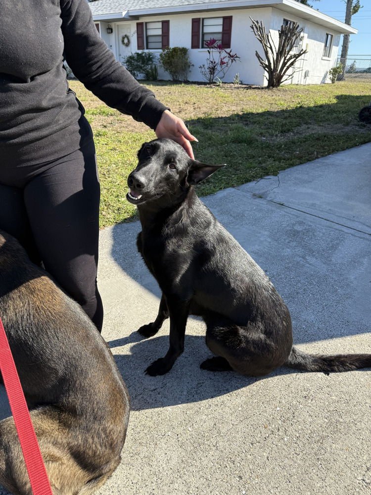 LAKELAND LOOKERS - MOMMA KIRA - LOCATED IN FL - Belgian Shepherd Malinois available for adoption