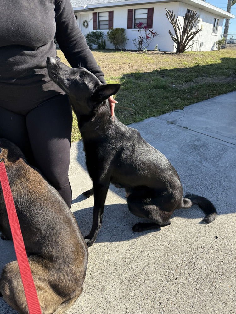 LAKELAND LOOKERS - MOMMA KIRA - LOCATED IN FL - Belgian Shepherd Malinois available for adoption