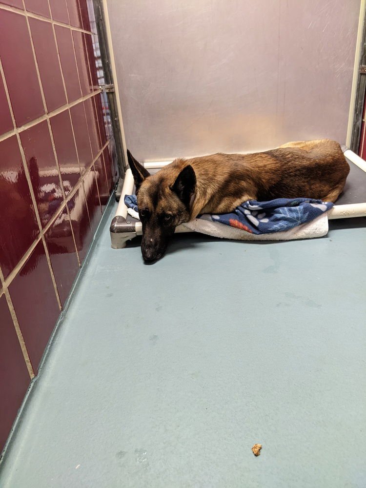 HUNTER - LOCATED IN TEXAS - Belgian Shepherd Malinois available for adoption