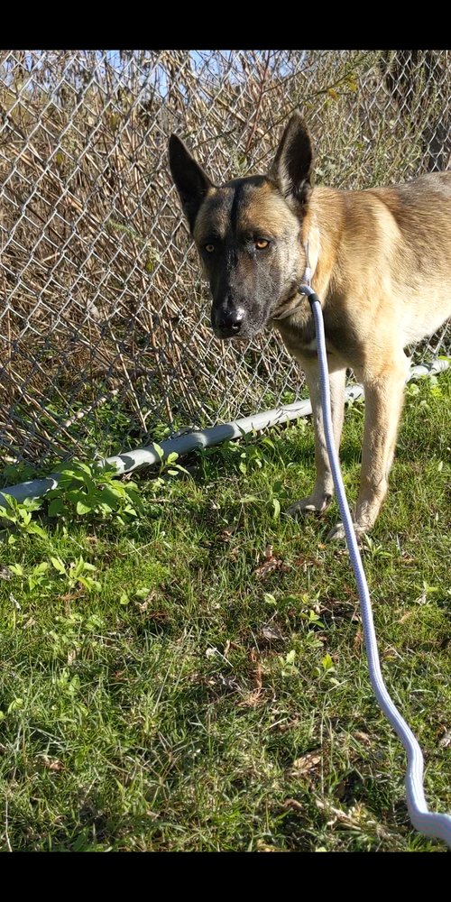 HUNTER - LOCATED IN TEXAS - Belgian Shepherd Malinois available for adoption