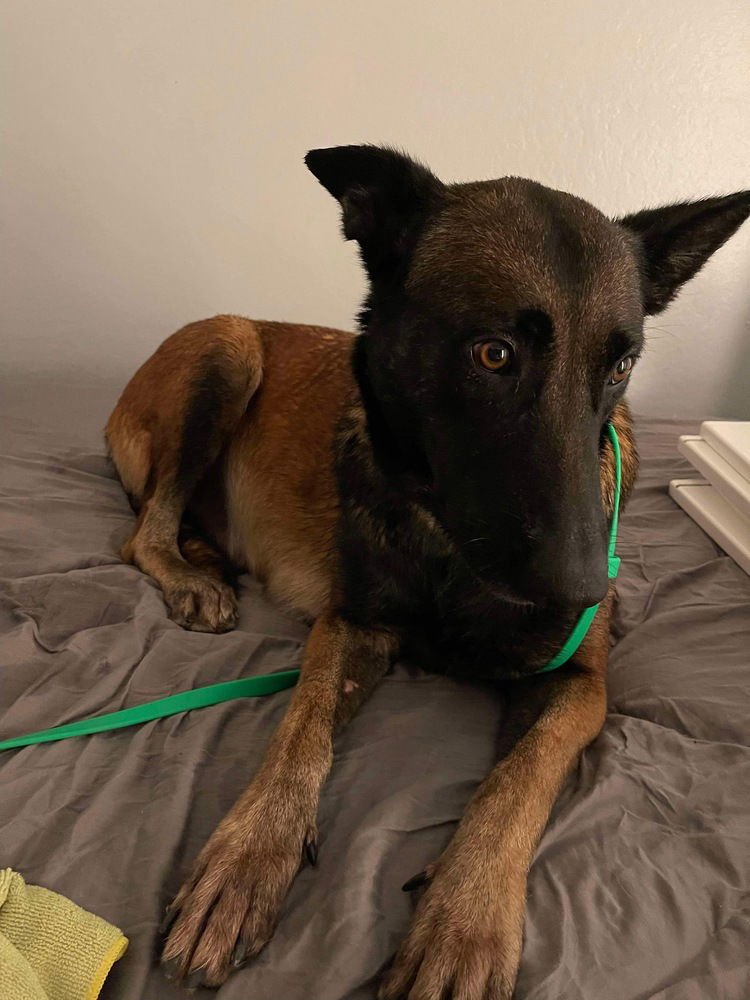 KOA FKA FYRE LOCATED IN TX - Belgian Shepherd Malinois available for adoption
