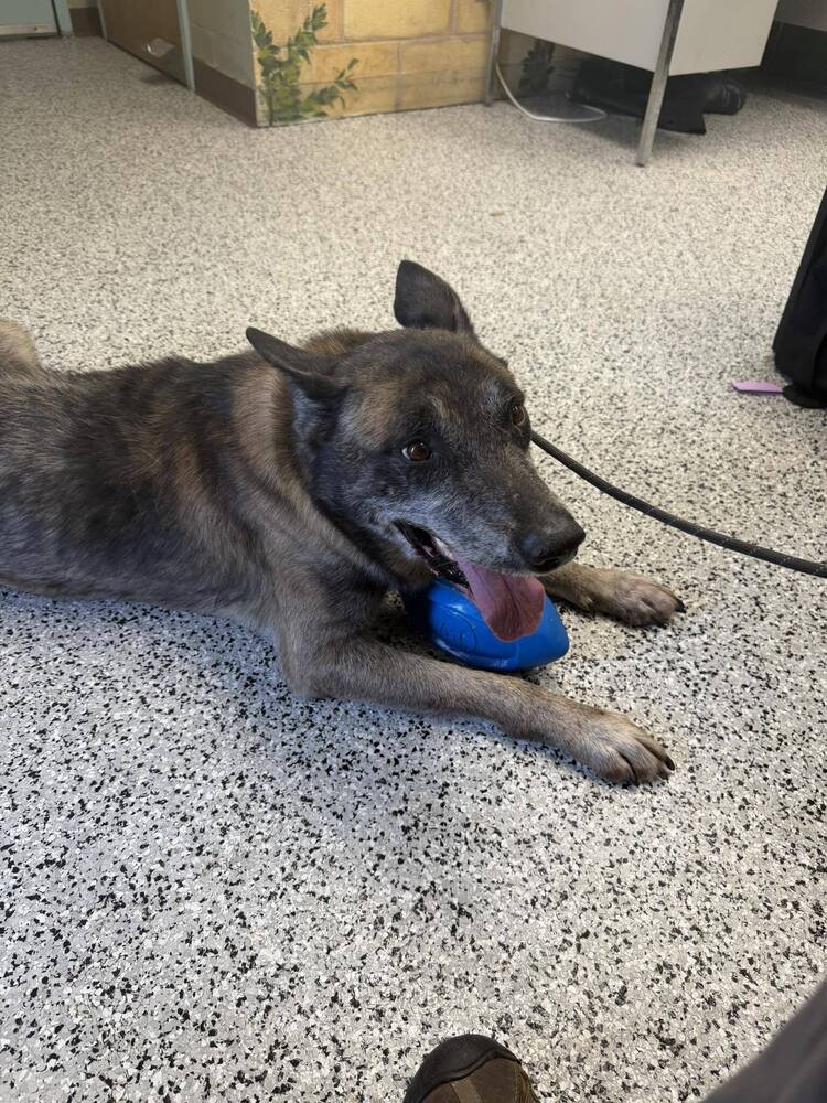 CLYDE- LOCATED IN OKLAHOMA - Belgian Shepherd Malinois available for adoption