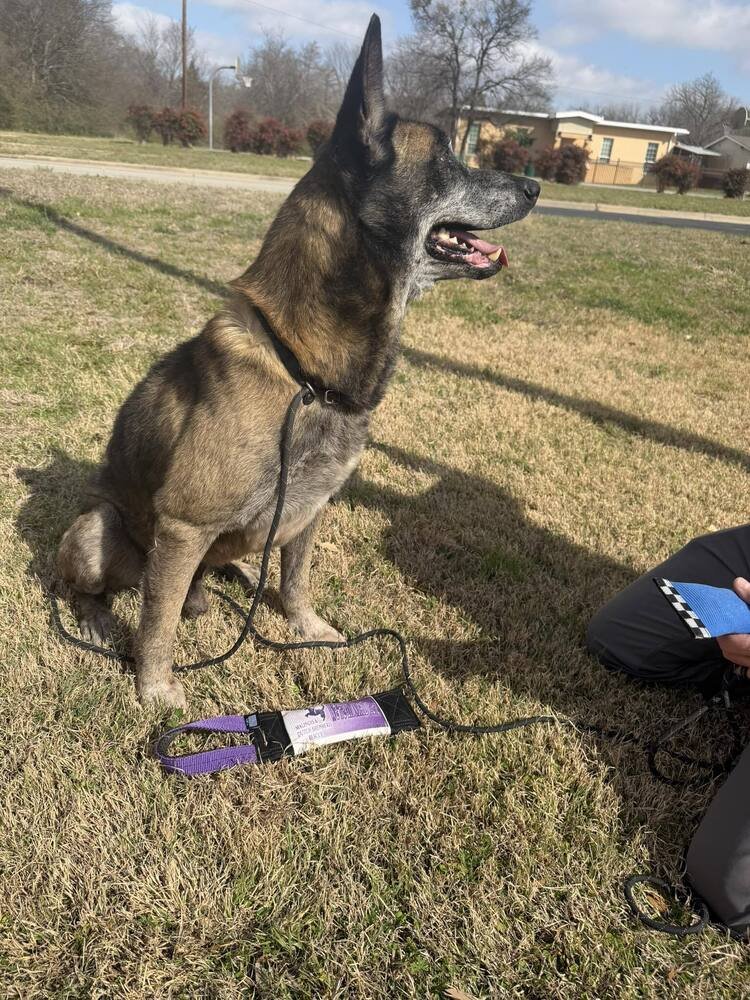 CLYDE- LOCATED IN OKLAHOMA - Belgian Shepherd Malinois available for adoption