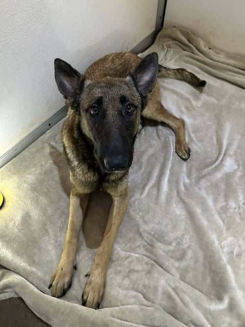 LODI- LOCATED IN CA - Belgian Shepherd Malinois / German Shepherd Dog available for adoption