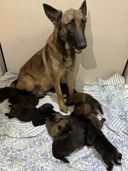 LODI- LOCATED IN CA - Belgian Shepherd Malinois / German Shepherd Dog available for adoption