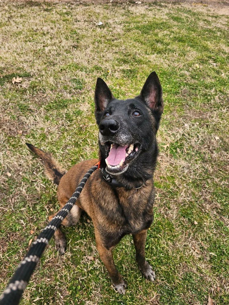 DEPUTY - LOCATED IN TENNESSEE - Belgian Shepherd Malinois available for adoption