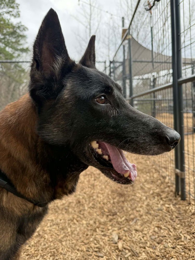 DEPUTY - LOCATED IN TENNESSEE - Belgian Shepherd Malinois available for adoption