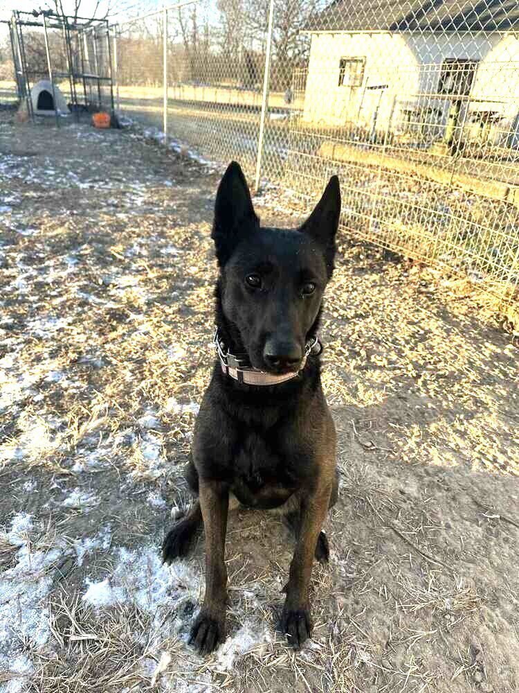 ANYA - LOCATED IN IN - Belgian Shepherd Malinois available for adoption