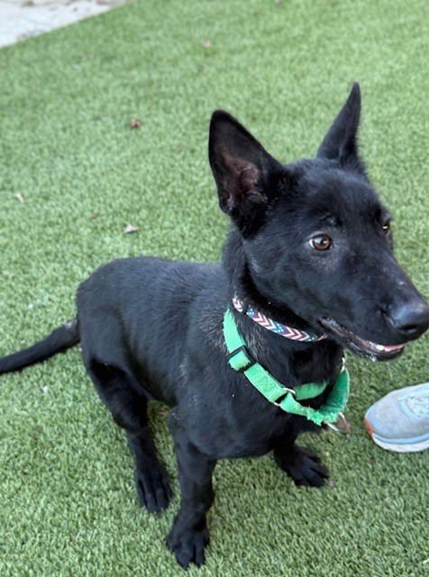 MABEL FKA XENA FKA LINDA IN WA - Belgian Shepherd Malinois / Dutch Shepherd available for adoption