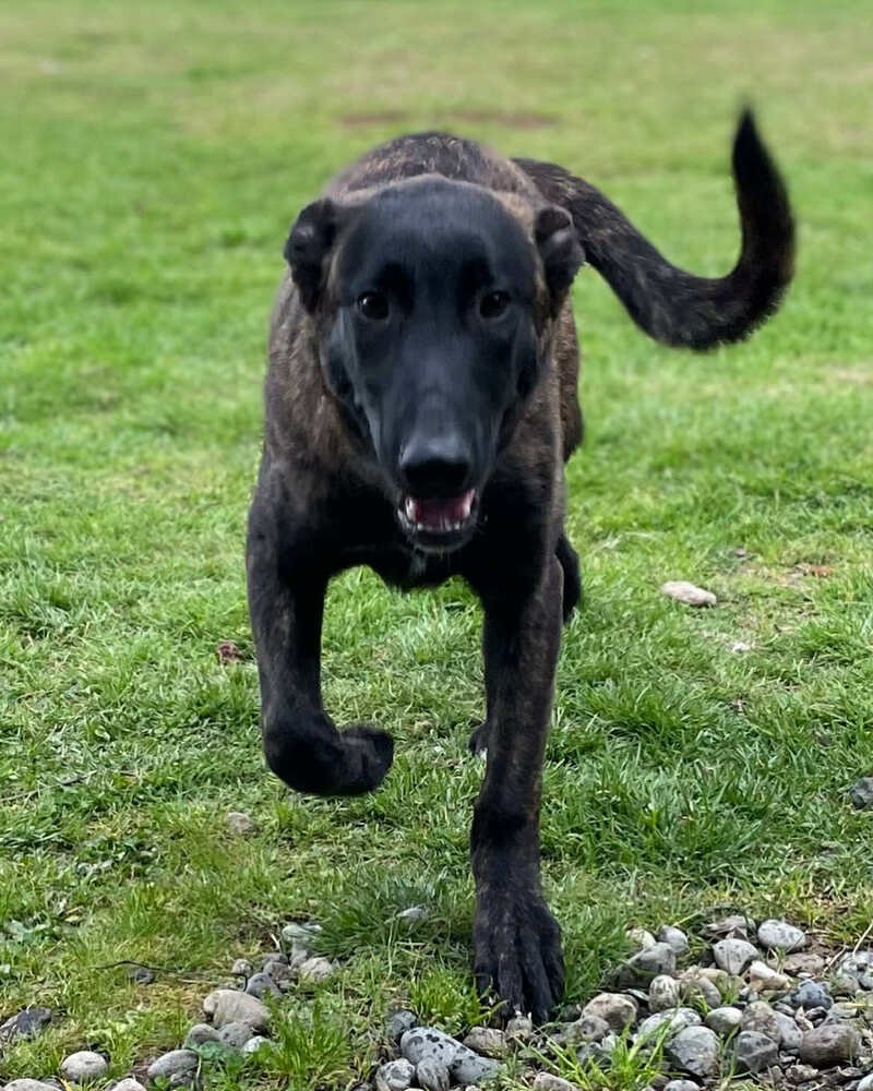 ZANE FKA LOKI IN OR - Dutch Shepherd available for adoption