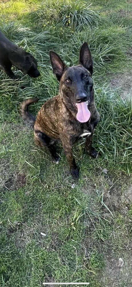 ZANE FKA LOKI IN OR - Dutch Shepherd available for adoption