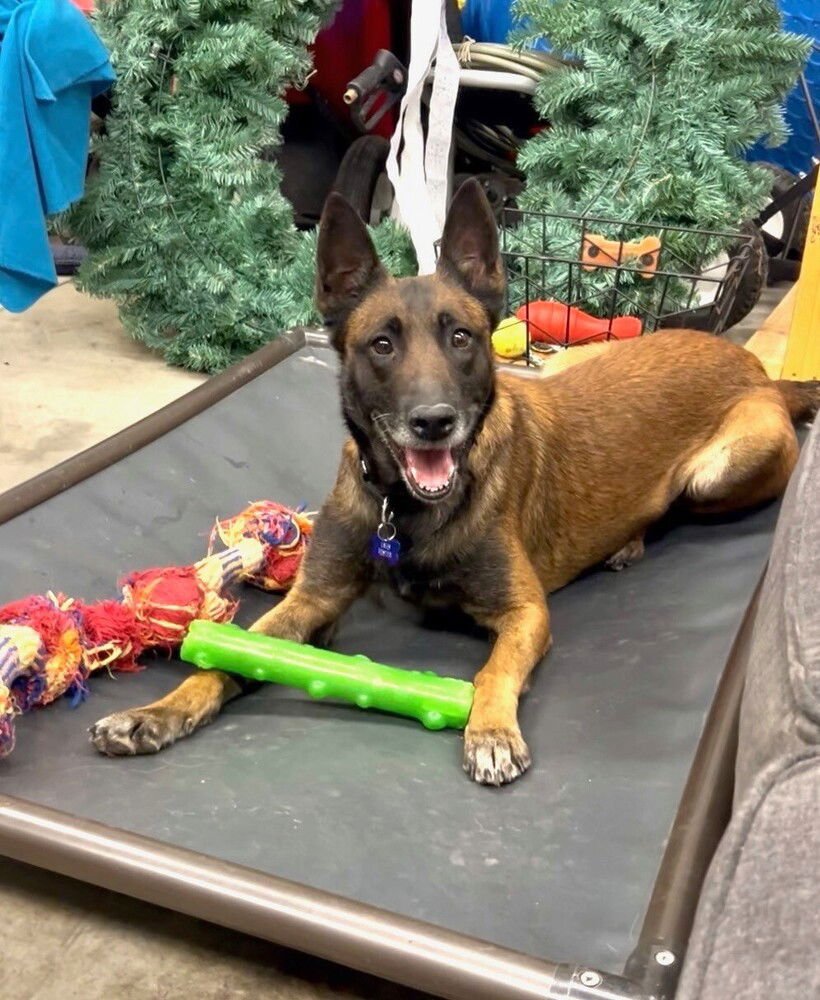 ZENA - LOCATED IN KY - Belgian Shepherd Malinois available for adoption