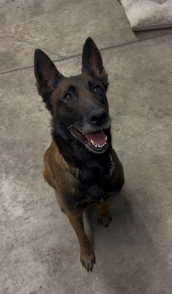 ZENA - LOCATED IN KY - Belgian Shepherd Malinois available for adoption
