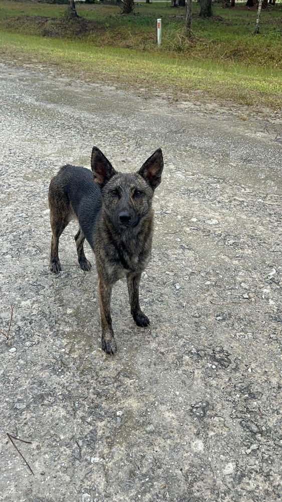 DOTTIE - Dutch Shepherd / Belgian Shepherd Malinois available for adoption