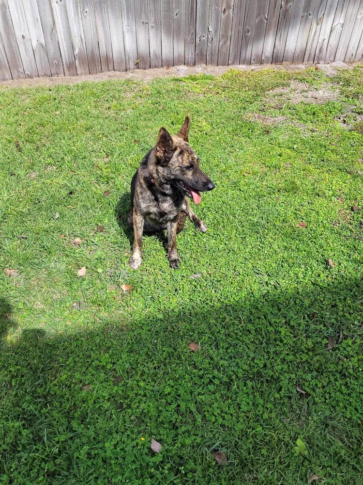DOTTIE - Dutch Shepherd / Belgian Shepherd Malinois available for adoption