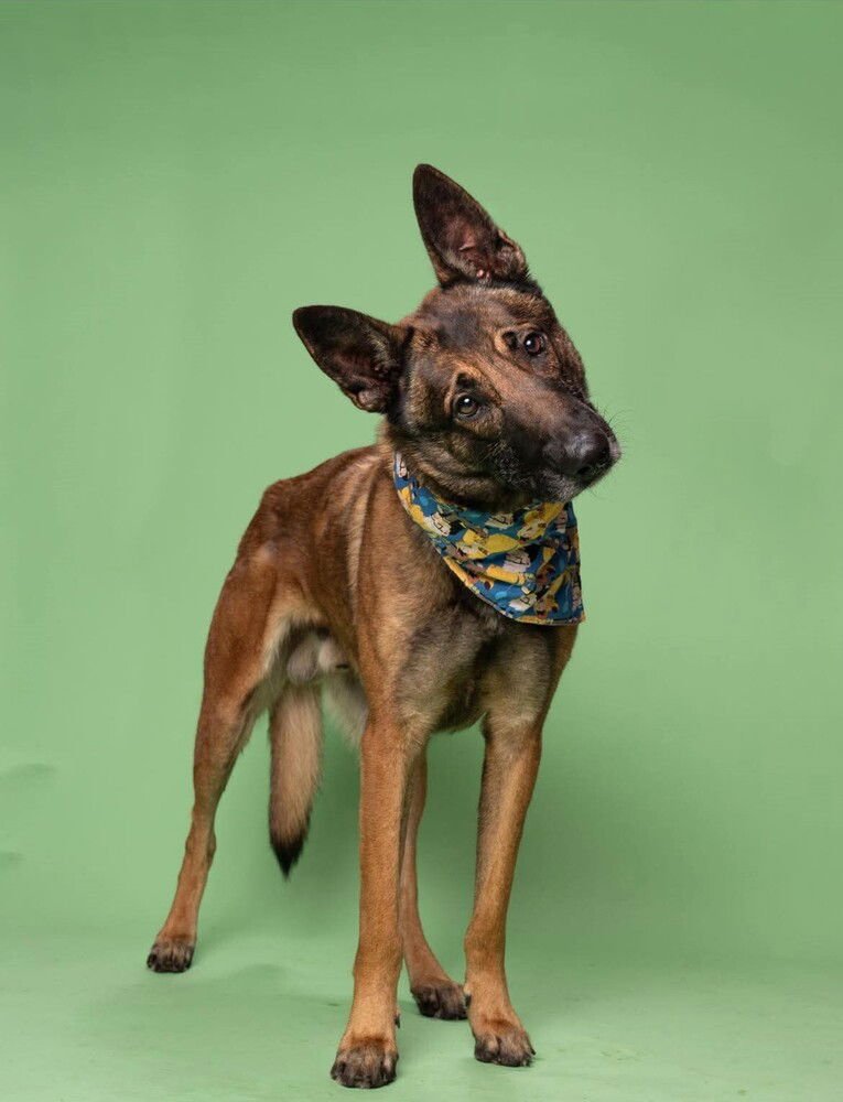 GARY - LOCATED IN FLORIDA - Belgian Shepherd Malinois / German Shepherd Dog available for adoption