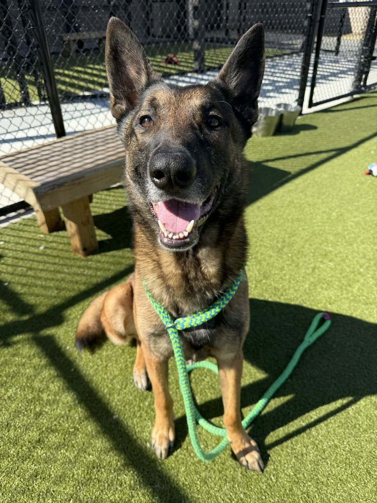 GARY - LOCATED IN FLORIDA - Belgian Shepherd Malinois / German Shepherd Dog available for adoption