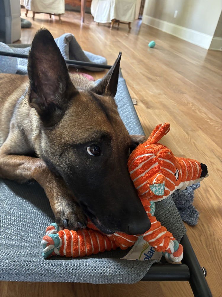 PRISCILLA - LOCATED IN GEORGIA - Belgian Shepherd Malinois available for adoption