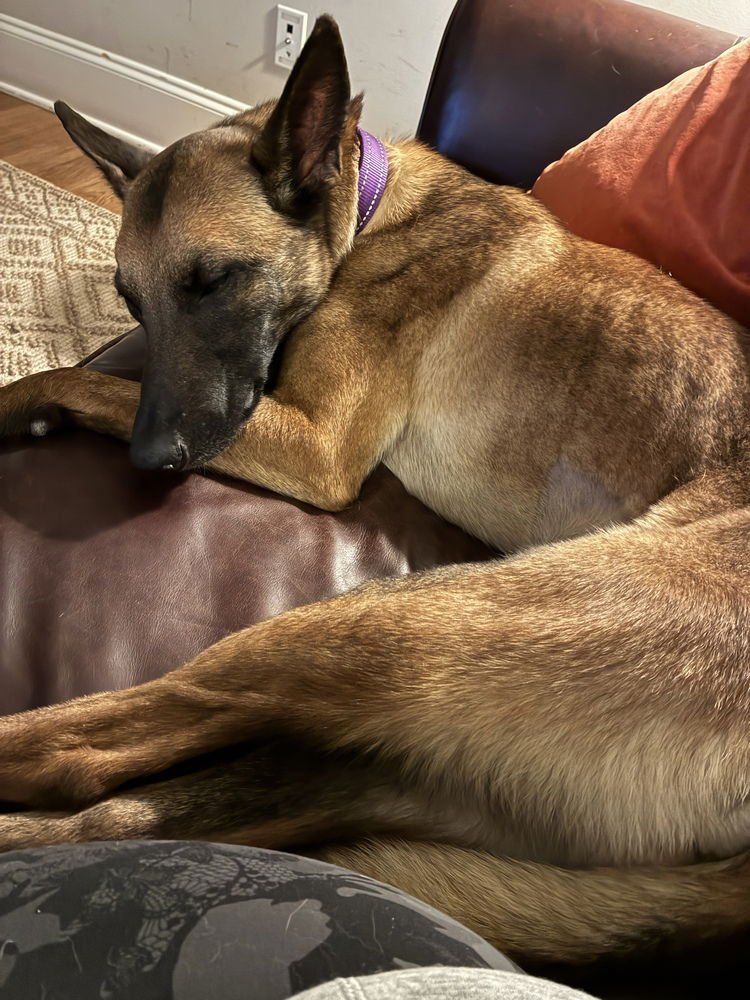 PRISCILLA - LOCATED IN GEORGIA - Belgian Shepherd Malinois available for adoption