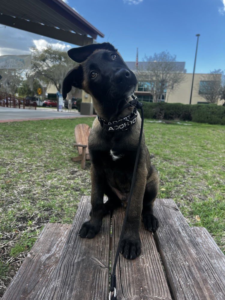 THORN - LOCATED IN FLORIDA - Belgian Shepherd Malinois available for adoption