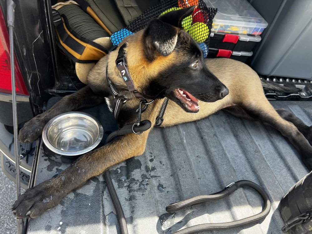 THORN - LOCATED IN FLORIDA - Belgian Shepherd Malinois available for adoption