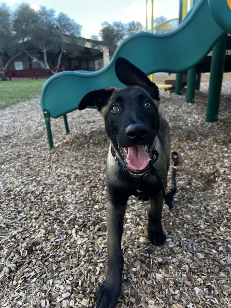 Thorn - Located in Florida - Photo 4