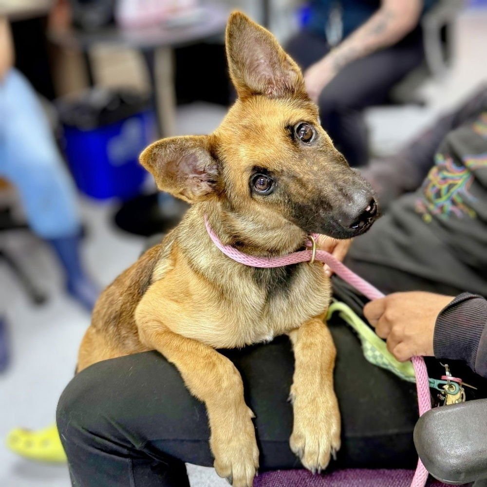 KENNEDY - LOCATED IN CA - Belgian Shepherd Malinois / German Shepherd Dog available for adoption