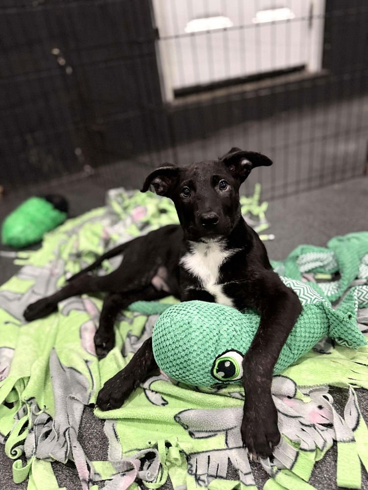 RUGRATS- CHUCKIE LOCATED IN NC - Dutch Shepherd available for adoption