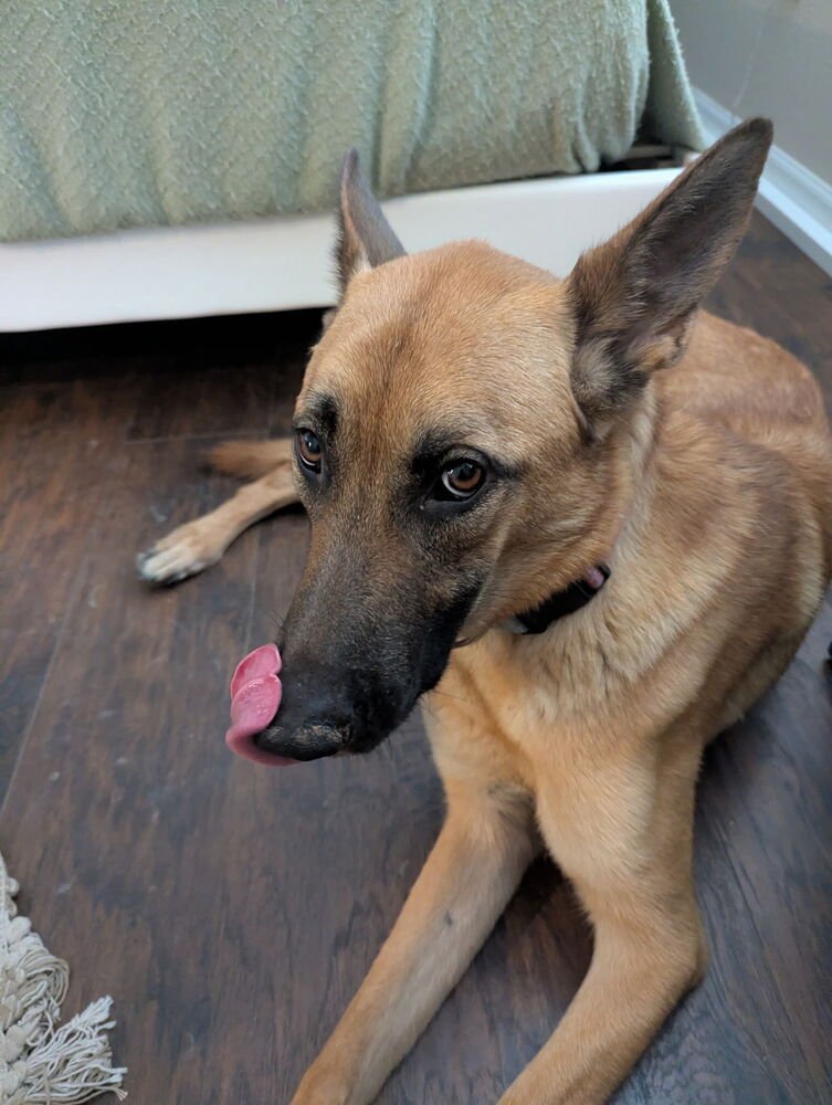 MERRY FKA PEBBLES - LOCATED IN AZ - Belgian Shepherd Malinois available for adoption